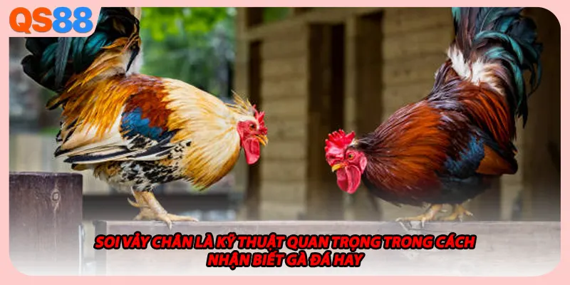Soi vảy chân là kỹ thuật quan trọng trong cách nhận biết gà đá hay